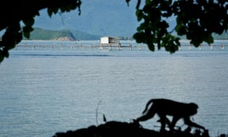 Đến “vương quốc khỉ” tại thành phố biển, xem biểu diễn xiếc cực thú vị
