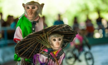 Độc đáo lễ hội Hoa Quả Sơn tại Đảo Khỉ - Nét đặc sắc có 102 của phố biển Nha Trang
