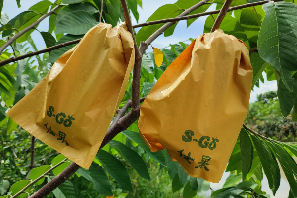 Cung cấp túi bọc trái na Đài Loan, na Thái, mãng cầu