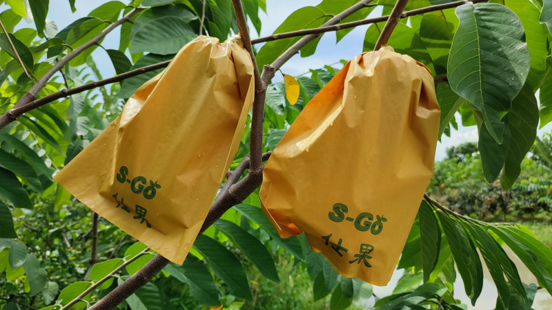 Cung cấp túi bọc trái na Đài Loan, na Thái, mãng cầu