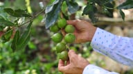 Nghịch lý 'nữ hoàng hạt khô': Lâm Đồng có 16.000ha mắc ca nhưng 'bói' không ra nhà máy chế biến xứng tầm