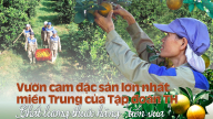 Vườn cam đặc sản lớn nhất miền Trung của Tập đoàn TH: Chất lượng thuộc hàng \'tiến vua\'
