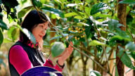 Trà hoa vàng và câu chuyện phát hiện, bảo tồn cây dược liệu quý ở Thái Nguyên