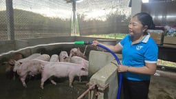 Lạc vào 'vườn cổ tích' tiền tỷ giữa núi rừng Thanh Hóa: Chuyện người phụ nữ biến đất cằn thành trang trại trong mơ