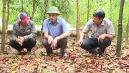 Khi rừng keo trở thành 'mỏ vàng': Người dân Quảng Trị thu nhập khủng nhờ trồng nấm linh chi đỏ