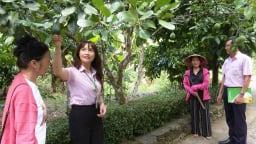 'Chiếc đũa thần' tín dụng chính sách giúp Tiên Phước giảm nghèo, xây dựng nông thôn mới