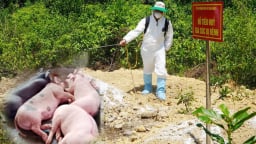 Hơn 70.000 con lợn ở Quảng Ngãi bị tiêu hủy vì dịch tả Châu Phi trong gần 2 tháng