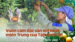 Vườn cam đặc sản lớn nhất miền Trung của Tập đoàn TH: Chất lượng thuộc hàng \'tiến vua\'