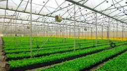 Ứng dụng nông nghiệp công nghệ cao trong nông nghiệp, cùng đất nước tiến vào kỷ nguyên vươn mình