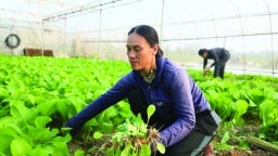 Nông dân Nghi Long tất bật chăm rau phục vụ Tết