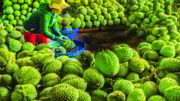 Tấm khiên cho nông sản Việt Nam