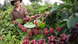 Lưu ý khi doanh nghiệp xuất khẩu cà phê Việt Nam vào thị trường Bắc Âu