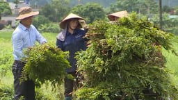 Bí quyết của nông dân Ninh Bình biến lá cây thành tinh dầu, xà bông cao cấp, thu tiền tỷ