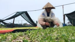 Sức tàn phá khủng khiếp của cơn bão số 5 càn quét qua tỉnh Nghệ An, nông dân vựa rau sạch mất trắng