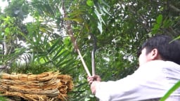 Quảng Ngãi: Người dân xã Đặng Thùy Trâm làm giàu nhờ trồng mây dưới tán rừng