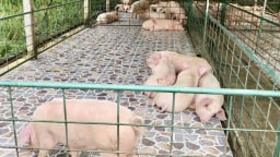 Bài toán tái đàn giữa tâm dịch: Quảng Ngãi khuyến cáo người dân không nên mạo hiểm