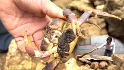 Người nhân giống con đặc sản chuyên sống trong hốc đá ở đặc khu Lý Sơn