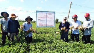 Từ cao nguyên xuống cảng biển: 'Siêu hành lang kinh tế' Đông-Tây sẽ thay đổi vận mệnh nông sản Gia Lai thế nào?