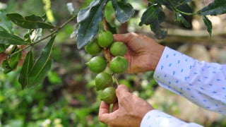 Nghịch lý 'nữ hoàng hạt khô': Lâm Đồng có 16.000ha mắc ca nhưng 'bói' không ra nhà máy chế biến xứng tầm
