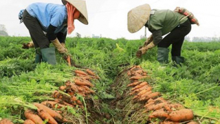 Lần đầu tiên Hải Dương tổ chức lễ hội thu hoạch cà rốt