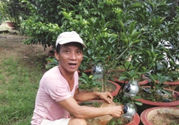 Bưởi Tân Triều - Đặc sản cho thu nhập cao ở Đồng Nai
