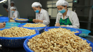 Hạt điều Việt Nam chiếm 90% thị phần tại Anh