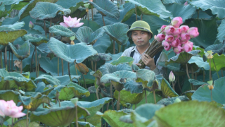 Sen quê Bác - Tạo cảnh quan đẹp và mang lại giá trị kinh tế cao