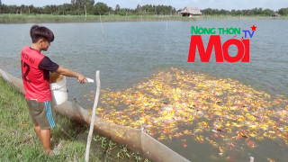 Nông dân Bình Chánh thu tiền tỷ từ nuôi cá Koi