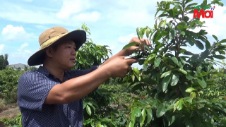 Tỷ phú nông dân trẻ xuất khẩu mai vàng Bình Lợi