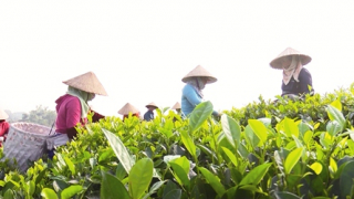 Thu nhập tăng nhờ trồng chè theo hướng hữu cơ, an toàn