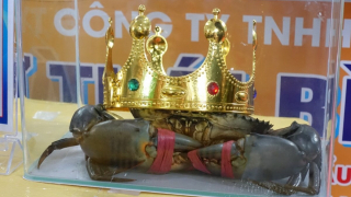 Con cua nặng hơn 1,4 kg dành giải nhất cuộc thi Sumo Crab tại Cà Mau