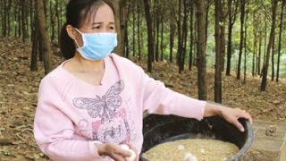 Nuôi gà sạch, hội viên tăng thu nhập