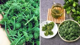 Công dụng của hoa tam thất với sức khỏe