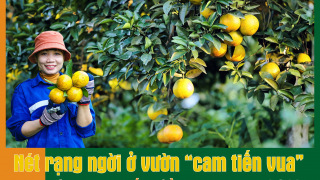 Nét rạng ngời ở vườn “cam tiến vua\' đẹp bậc nhất miền trung năm 2023