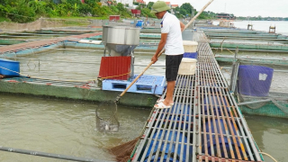 Làm giàu từ nghề nuôi cá lồng trên sông Đuống