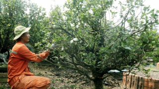 Nông dân trồng mai Bình Dương lo đầu ra cho cây mai Tết