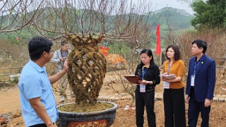 Độc đáo “Đào Lộc Bình” đón Xuân Giáp Thìn 2024