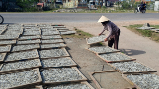Tất bật nghề hấp cá, phơi khô ở Quảng Trị