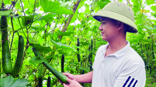 Chàng thanh niên khởi nghiệp từ mô hình trồng bí xanh