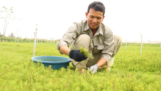 Thuần hóa rau dại… thu lại tiền tỷ             