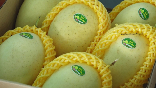 Xoài mang chỉ dẫn địa lý \'Cao Lãnh\' – niềm tự hào của nhà vườn đất Sen hồng