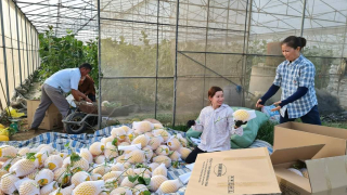 Hiệu quả chuyển đổi cơ cấu cây trồng trên đất trồng lúa