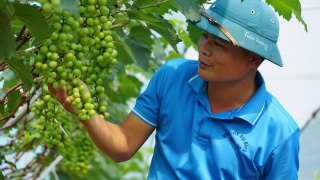 Thu tiền tỷ nhờ trồng nho “quý tộc” 