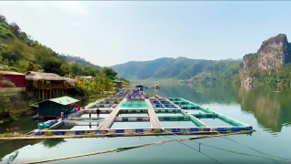 Mỗi năm thu lãi gần nửa tỷ đồng nhờ nuôi cá đặc sản trên lòng hồ thủy điện 