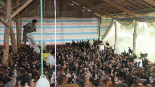 Người chăn nuôi có lãi nhờ giá thịt gia cầm tăng