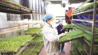 Chính sách hỗ trợ hợp tác xã nông nghiệp