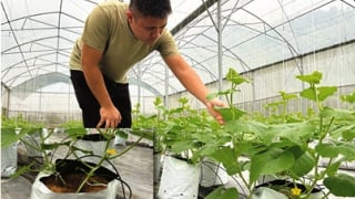 Bỏ phố về quê làm nông nghiệp công nghệ cao