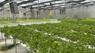 Đến năm 2030, phấn đấu trên 90% diện tích lúa, rau màu, cây ăn trái áp dụng IPHM