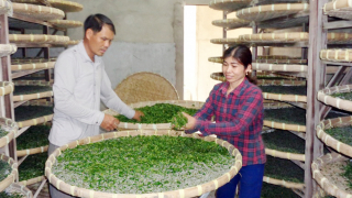 Lâm Đồng tập huấn hỗ trợ hội viên nông dân liên kết sản xuất, phát triển trồng dâu, nuôi tằm bền vững