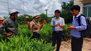  Đăk Lăk: Trồng mắc ca theo hướng an toàn sinh học, nâng cao chất lượng nông sản